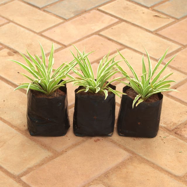 Set Of 3 - Spider in 4 Inch Nursery Bag