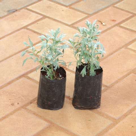 Set Of 2 - Lavender in 4 Inch Nursery Bag