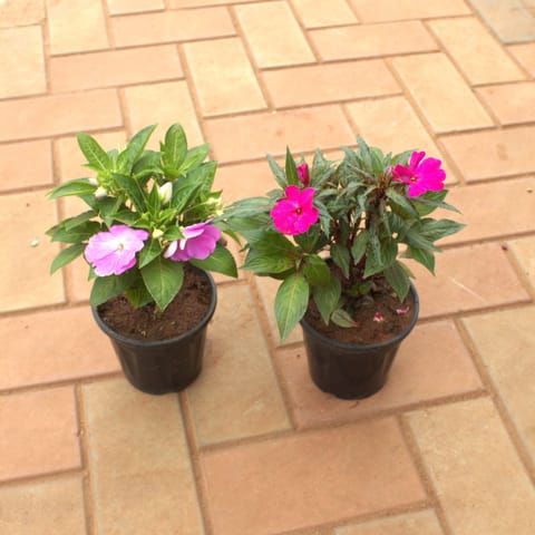 Set Of 2 - Impatient Balsamina (Purple & Pink) in 5 Inch Nursery Pot