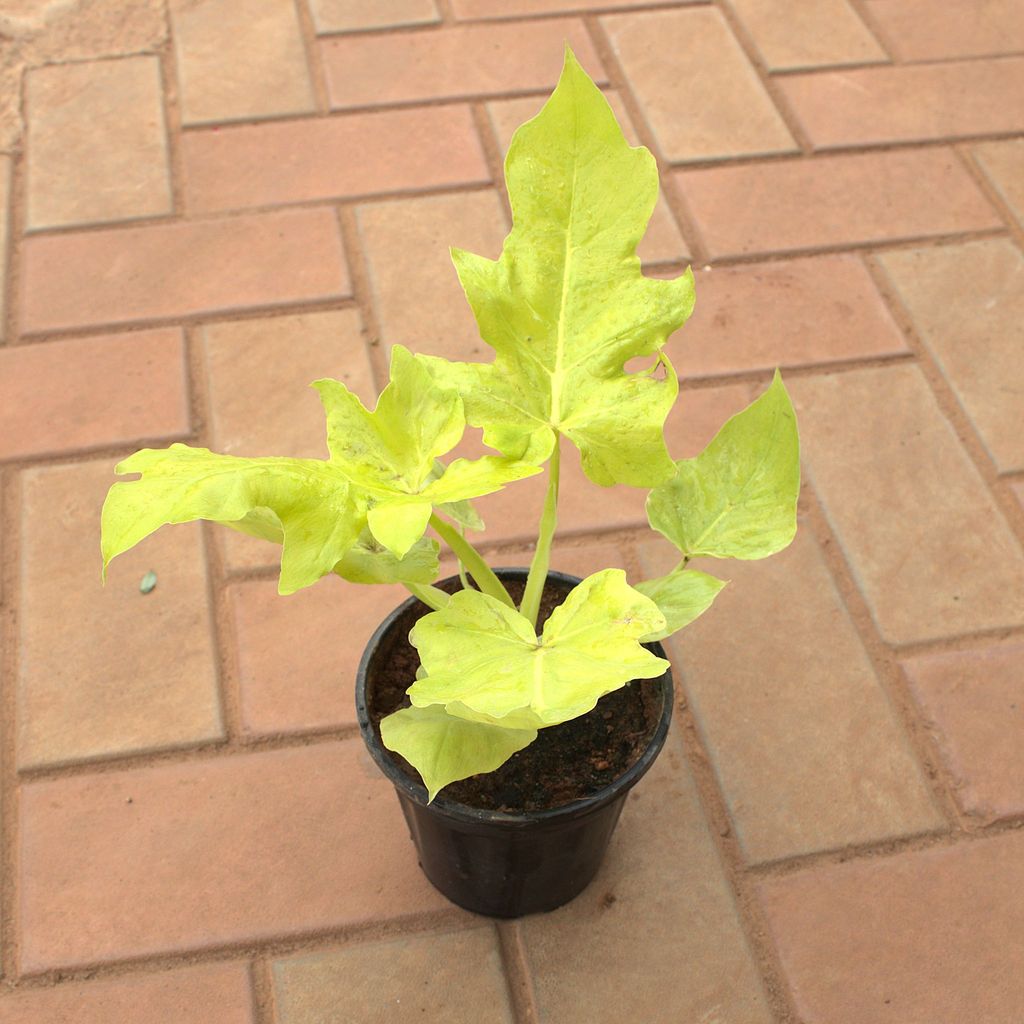Philodendron Selloum in 5 Inch Nursery Pot