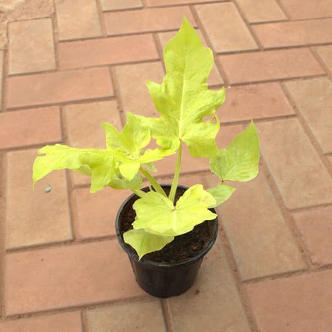 Philodendron Selloum in 5 Inch Nursery Pot