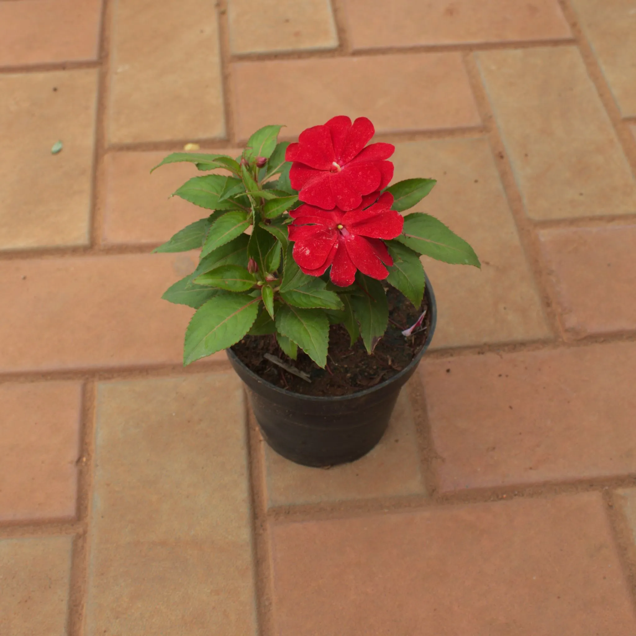 Impatient Balsamina Red in 5 Inch Nursery Pot