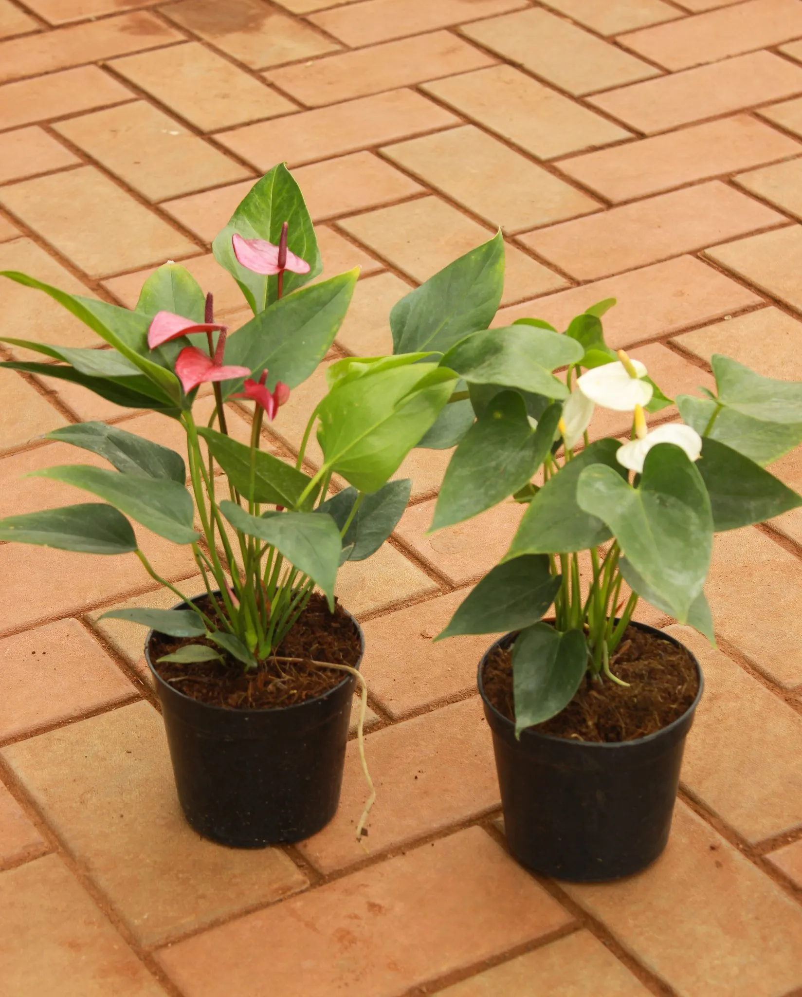 Set of 2 - Anthurium (Red & White) in 5 Inch Nursery Pot