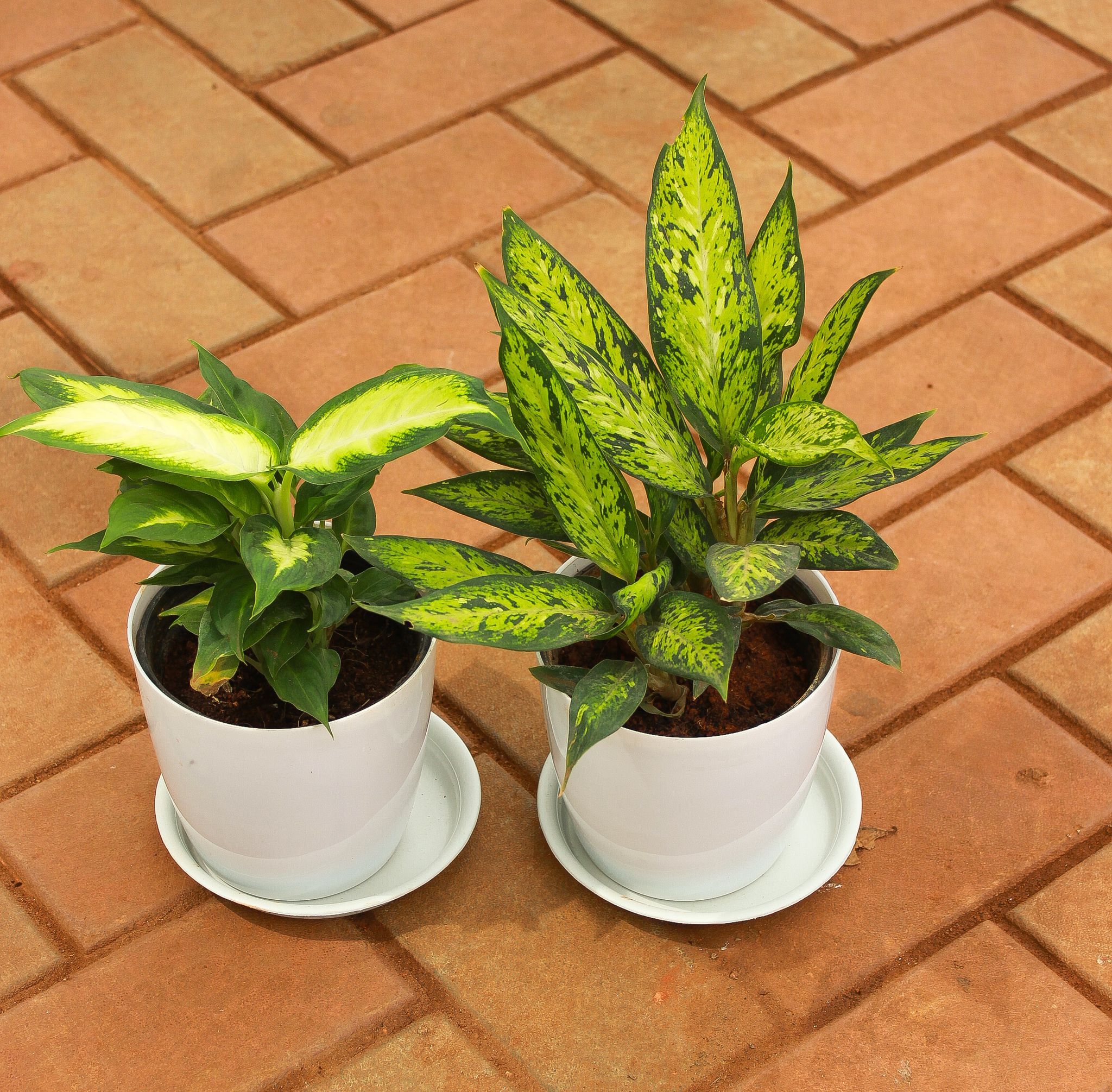 Set of 2 - Dieffenbachia Triumph & Sparkle Green in 5 Inch White Premium Sphere Plastic Pot With Tray