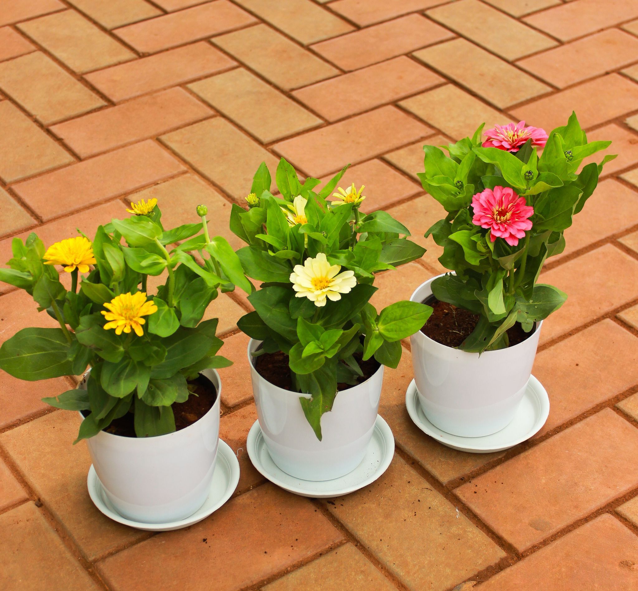Set of 3 - Zinnia (Yellow, Light Yellow & Pink) in 5 Inch White Premium Sphere Plastic Pot With Tray