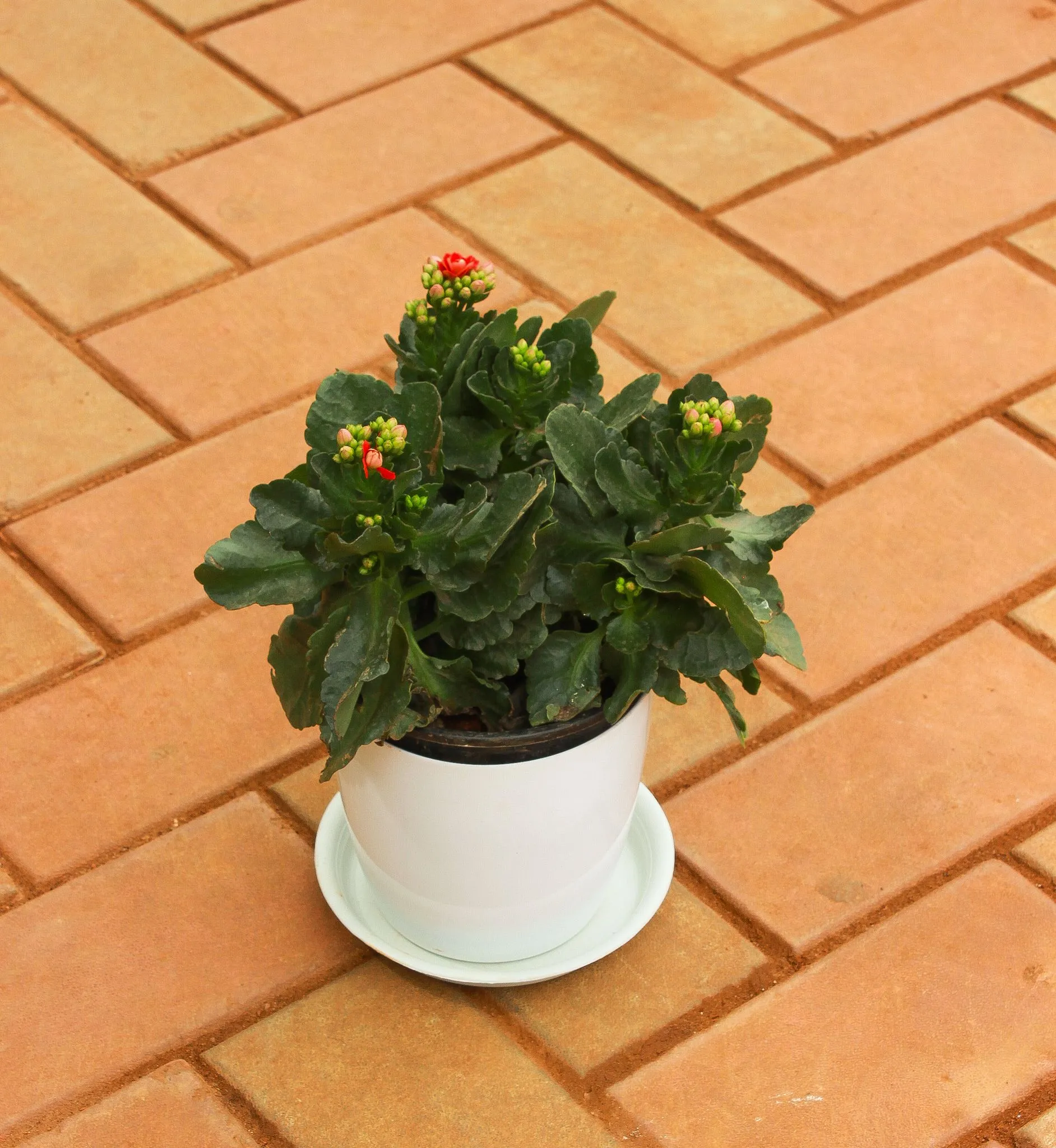 Patharchatta / Kalanchoe (any colour) in 5 Inch White Premium Sphere Plastic Pot With Tray