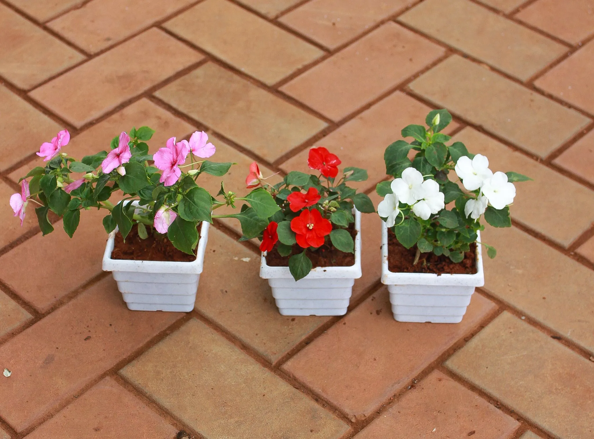 Set of 3 - Impatient Balsamina (Pink, Red & White) in 4 Inch White Premium Square Plastic Pot ( Any Colour)