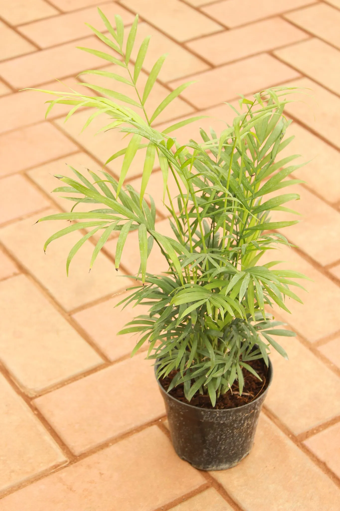 Chameadorea Palm in 4 Inch Nursery Pot