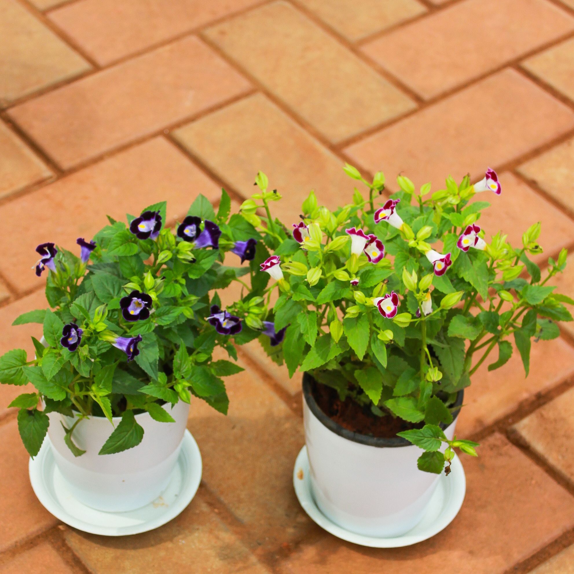 Set of 2 - Wishbone / Torenia (Blue & Pink) in 5 Inch White Premium Sphere Plastic Pot With Tray