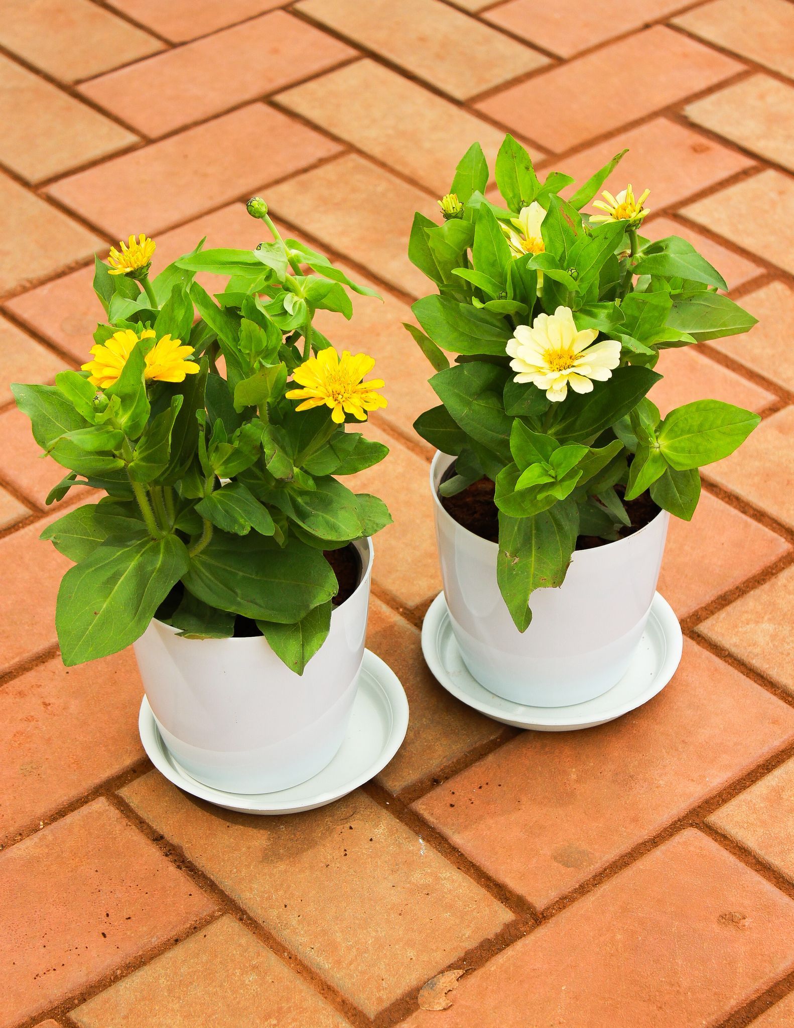 Set of 2 - Zinnia (Yellow & Light Yellow) in 5 Inch White Premium Sphere Plastic Pot With Tray