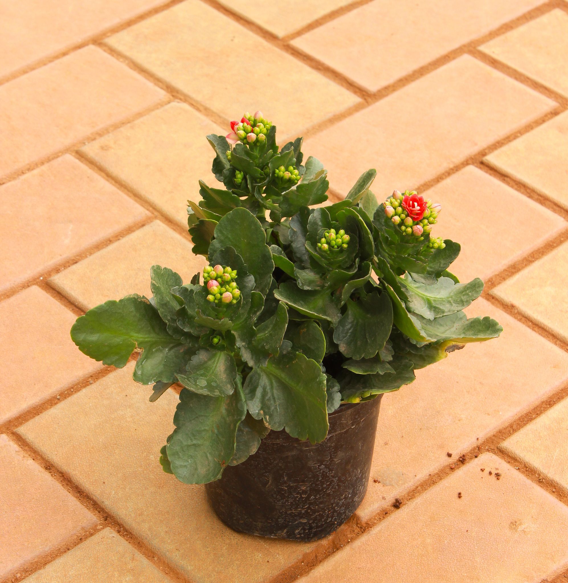 Patharchatta / Kalanchoe (any colour) in 4 Inch Nursery Pot
