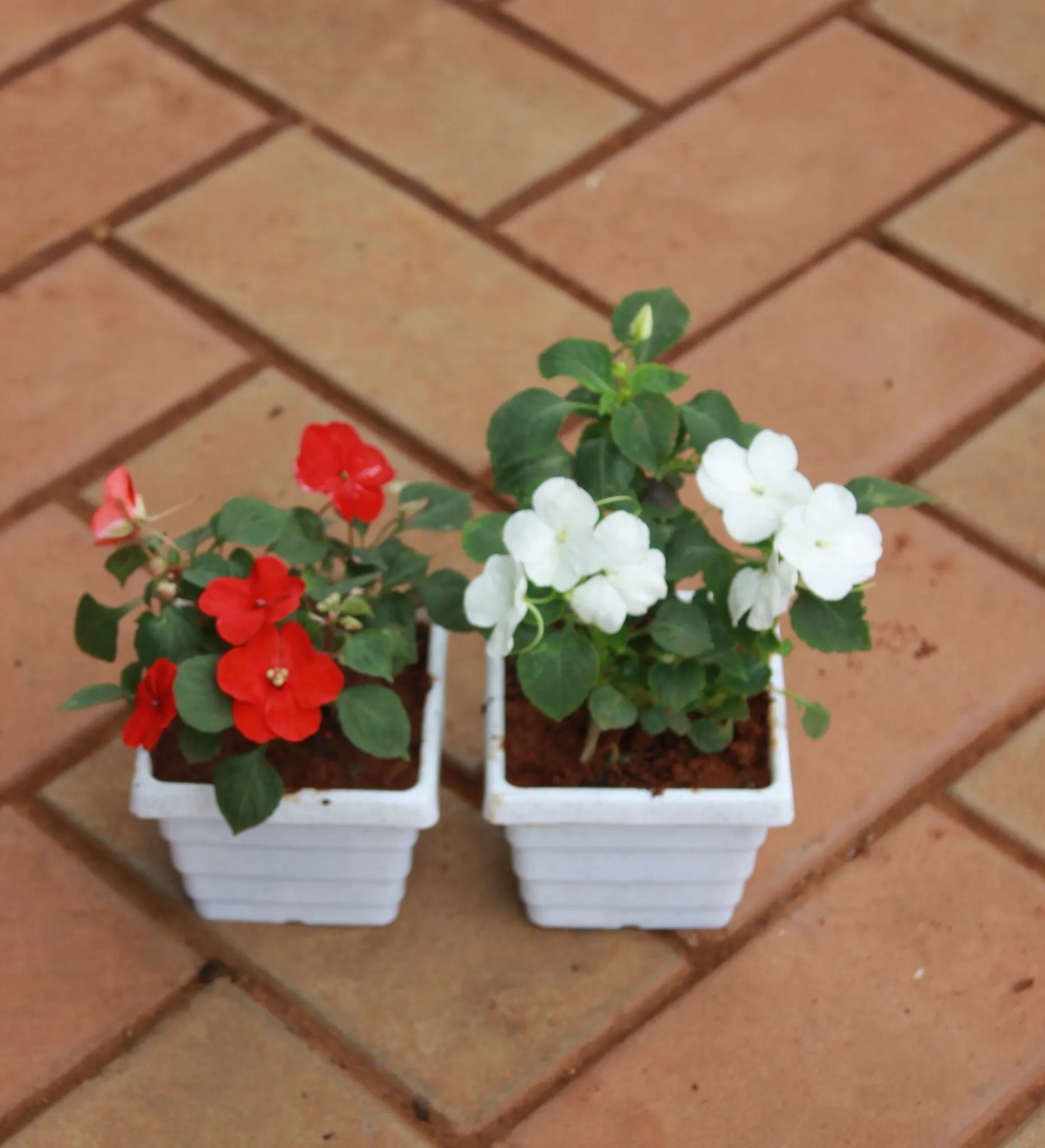 Set of 3 - Impatient Balsamina (Red & White) in 4 Inch White Premium Square Plastic Pot ( Any Colour)