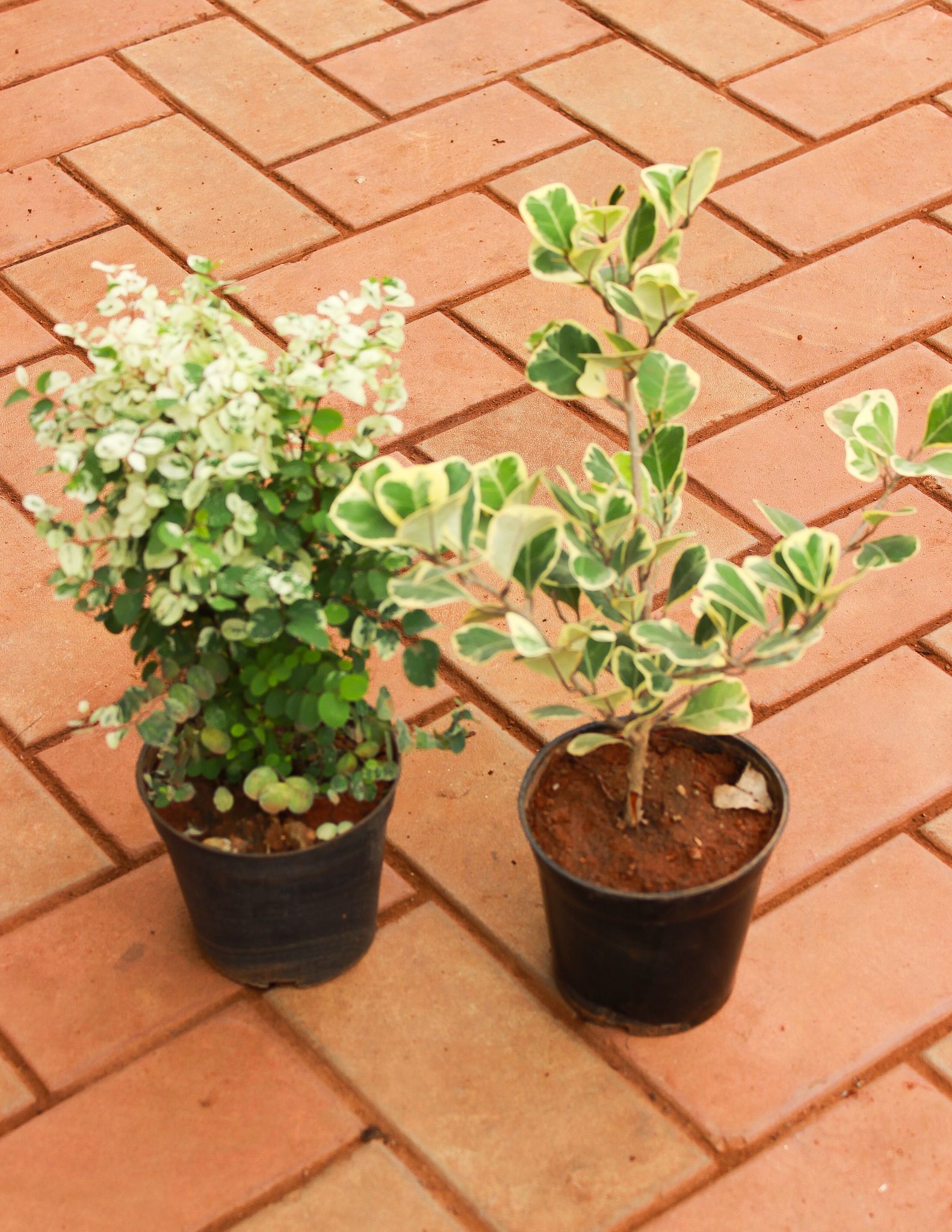 Set of 2 - Aralia White Bush & Ficus Star Light in 5 Inch Nursery Pot