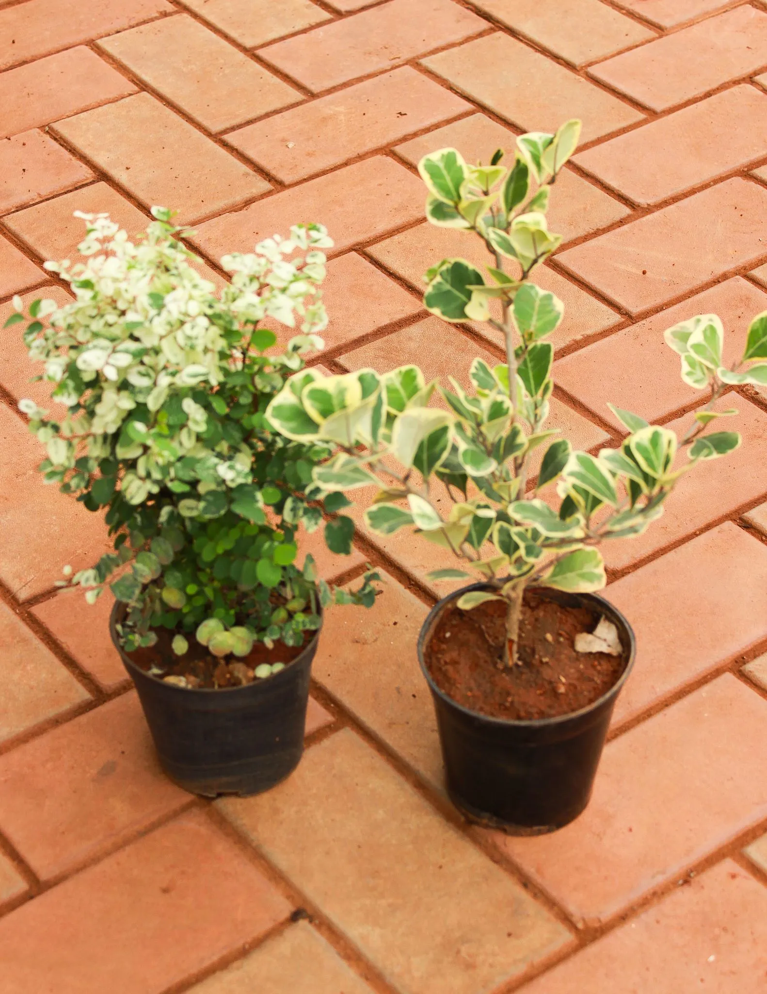 Set of 2 - Aralia White Bush & Ficus Star Light in 5 Inch Nursery Pot