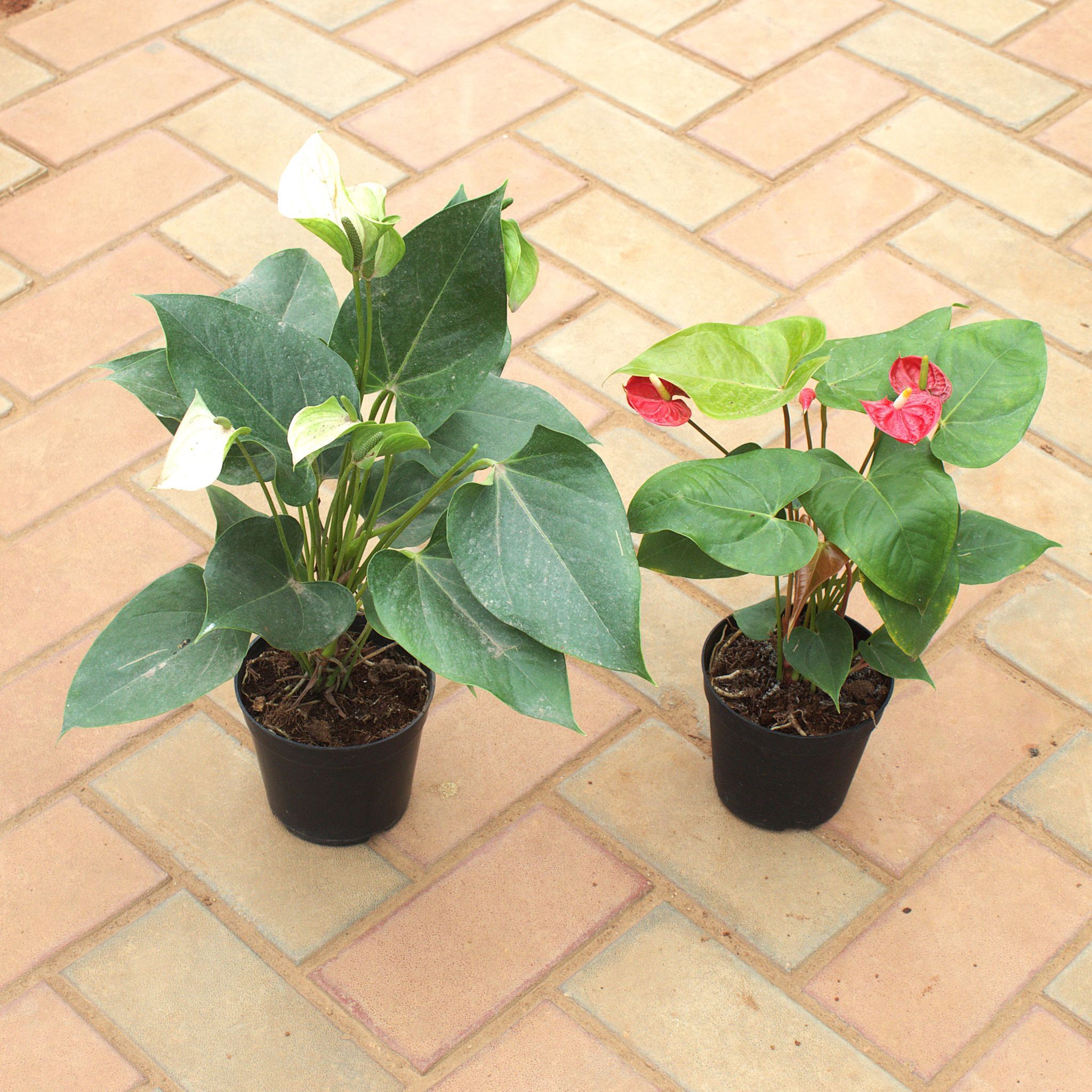 Set of 2 - Anthurium (any colour) in 5 Inch Nursery Pot