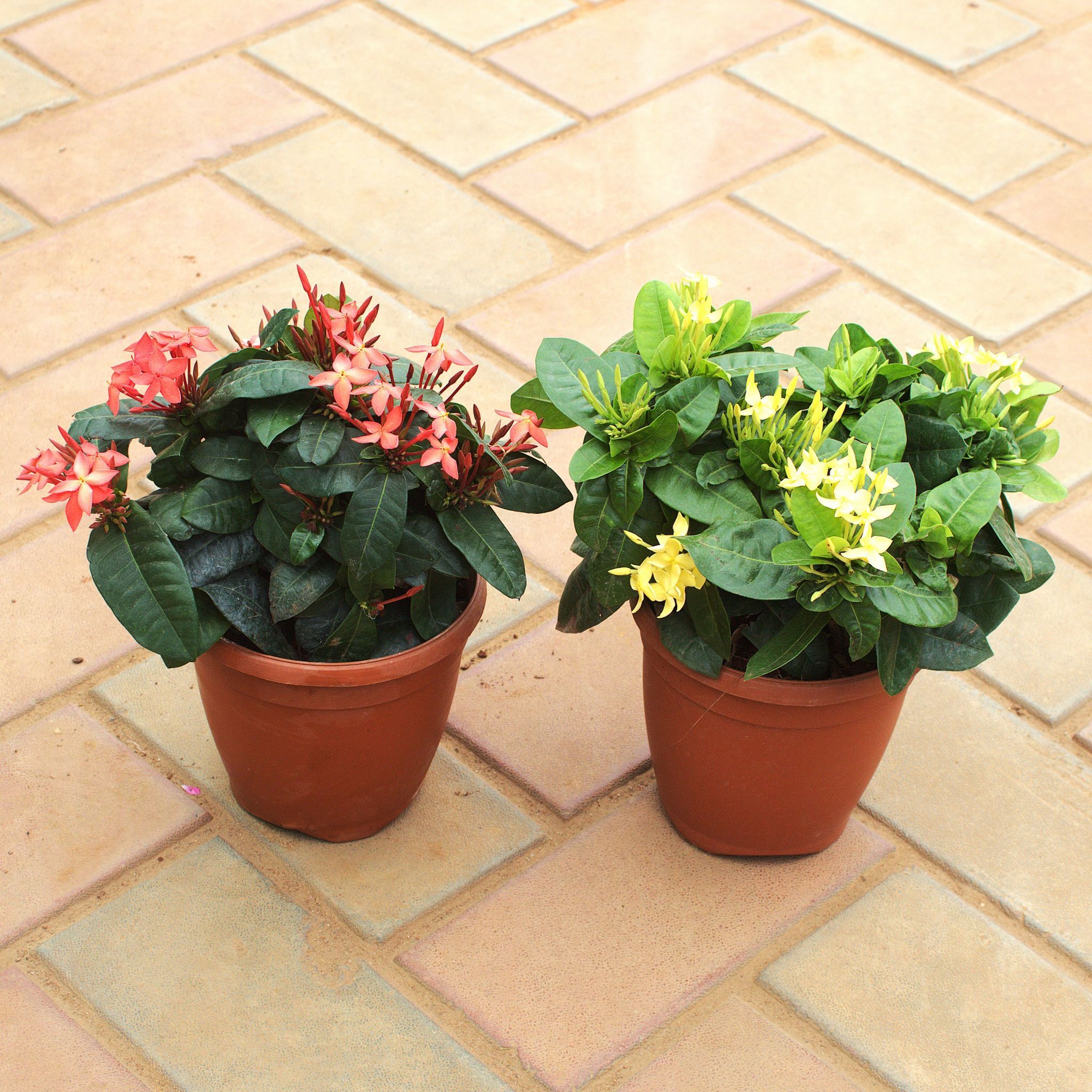 Set of 2 - Ixora (any colour) in 5 Inch Nursery Pot