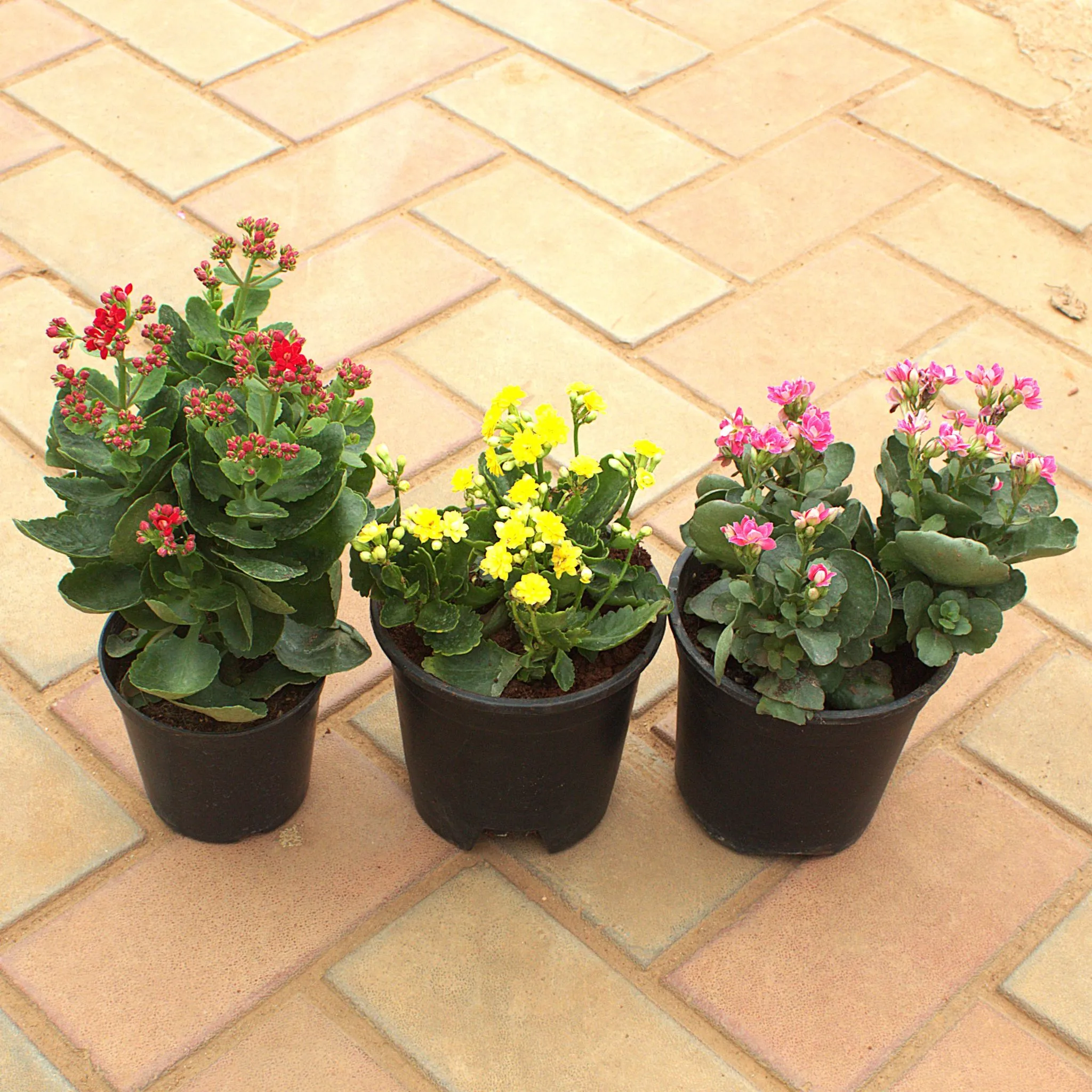 Set of 3 - Kalanchoe Succulent (Any Colour) in 4 Inch Nursery Pot