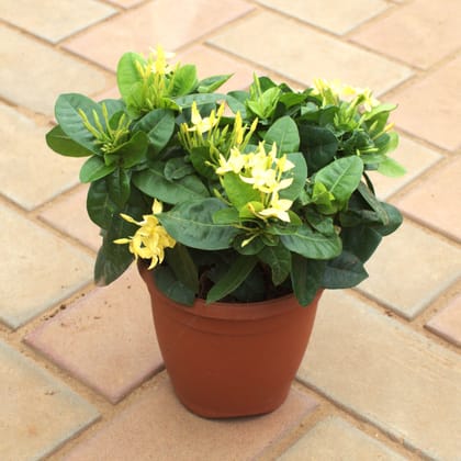 Buy Ixora Yellow in 5 Inch Nursery Pot Online | Urvann.com