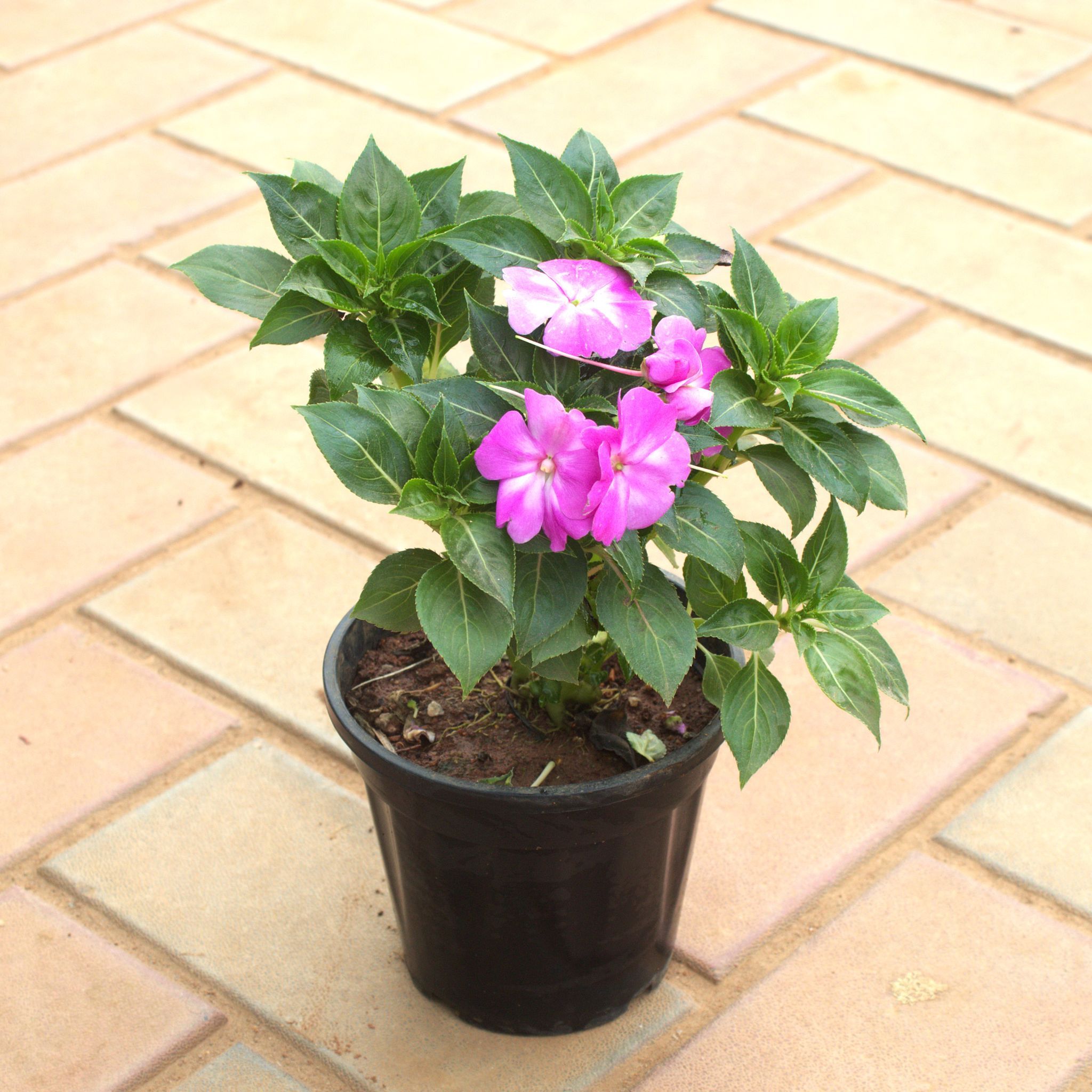 Impatiens Balsamina Light Pink in 5 Inch Nursery Pot
