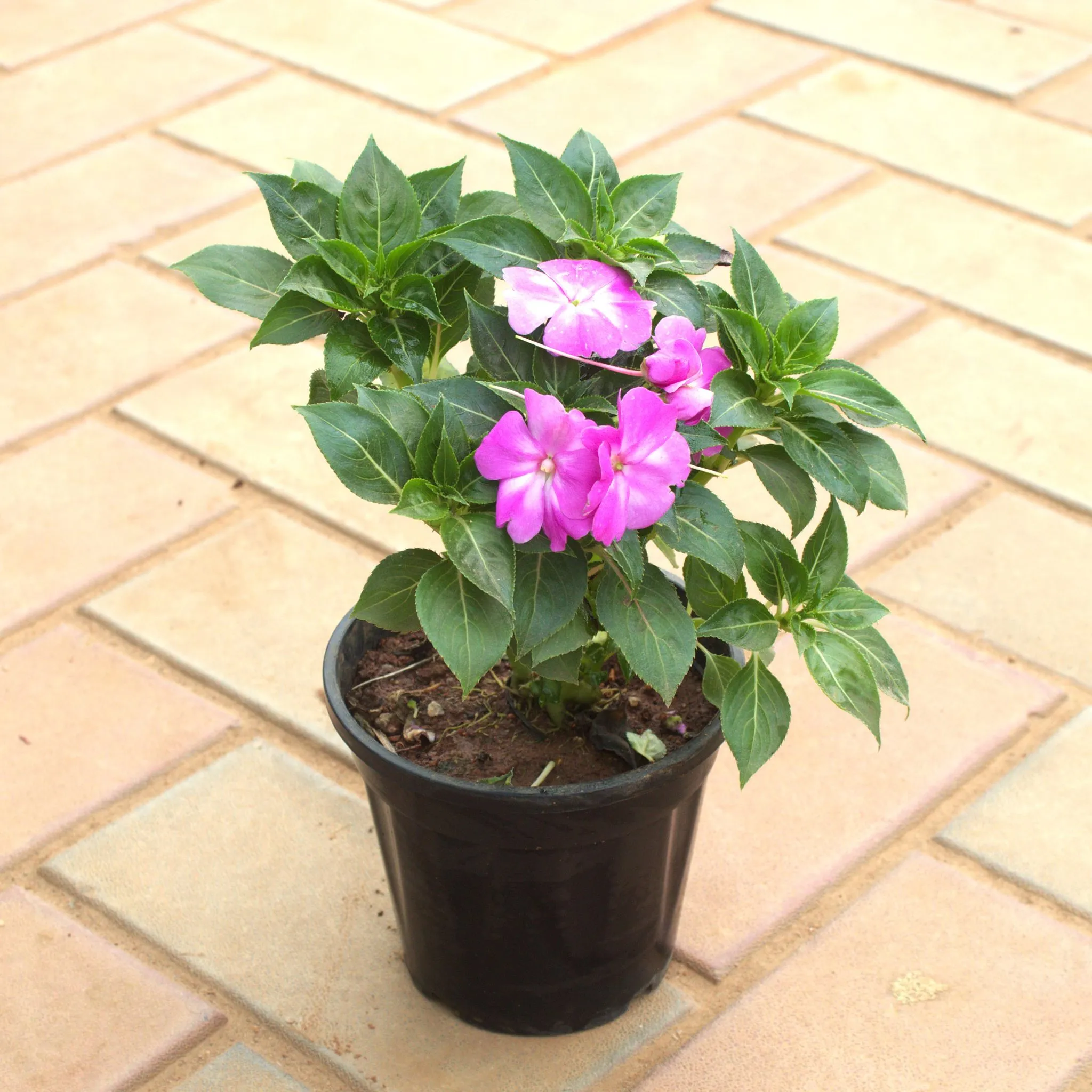 Impatiens Balsamina Light Pink in 5 Inch Nursery Pot