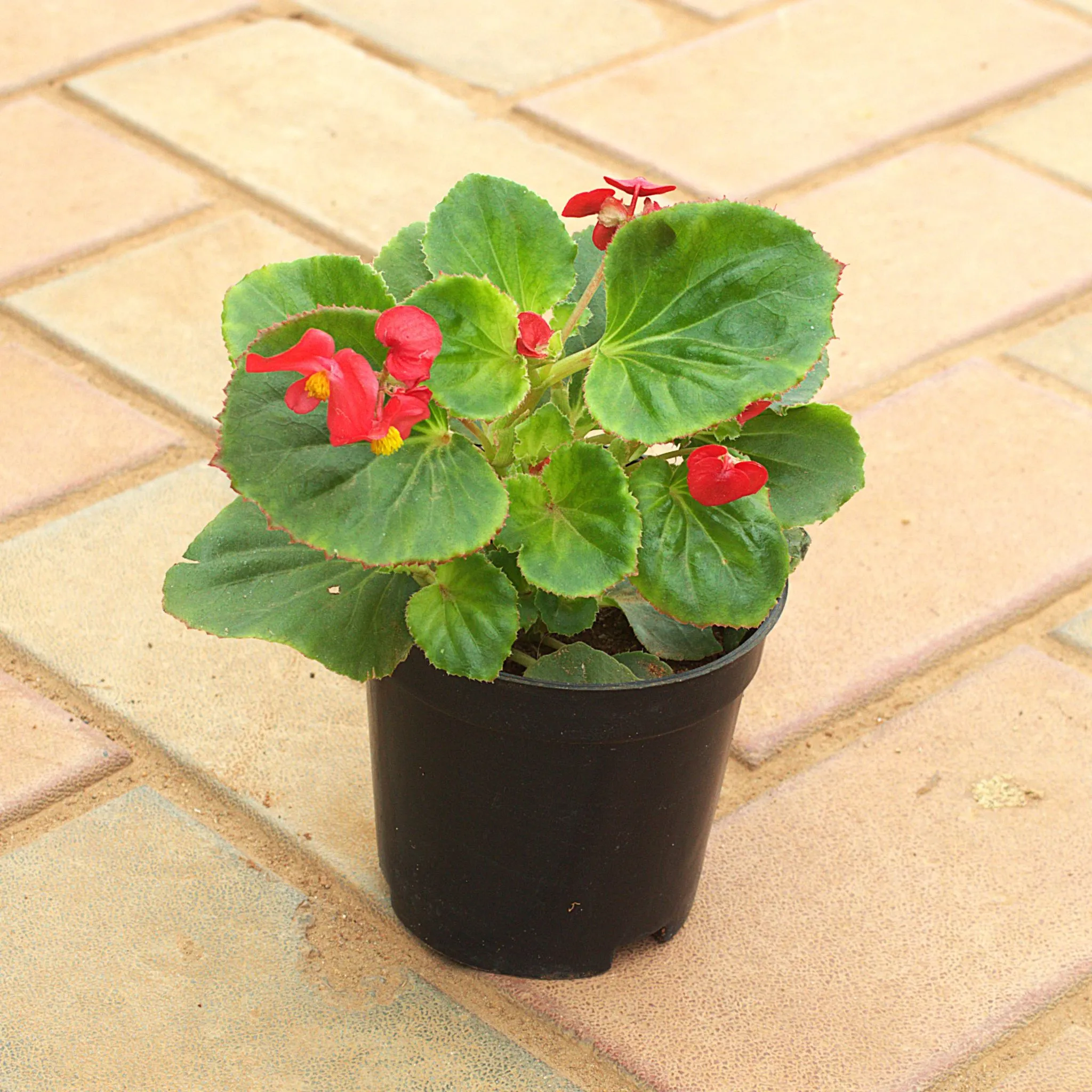 Begonia (Any Colour) in 4 Inch Nursery Pot