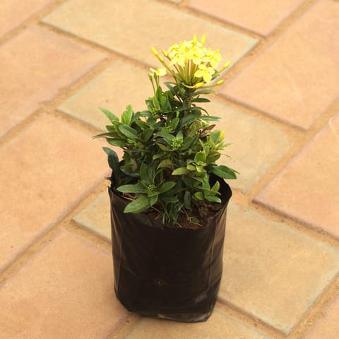 Ixora Miniature Yellow in 4 Inch Nursery Bag