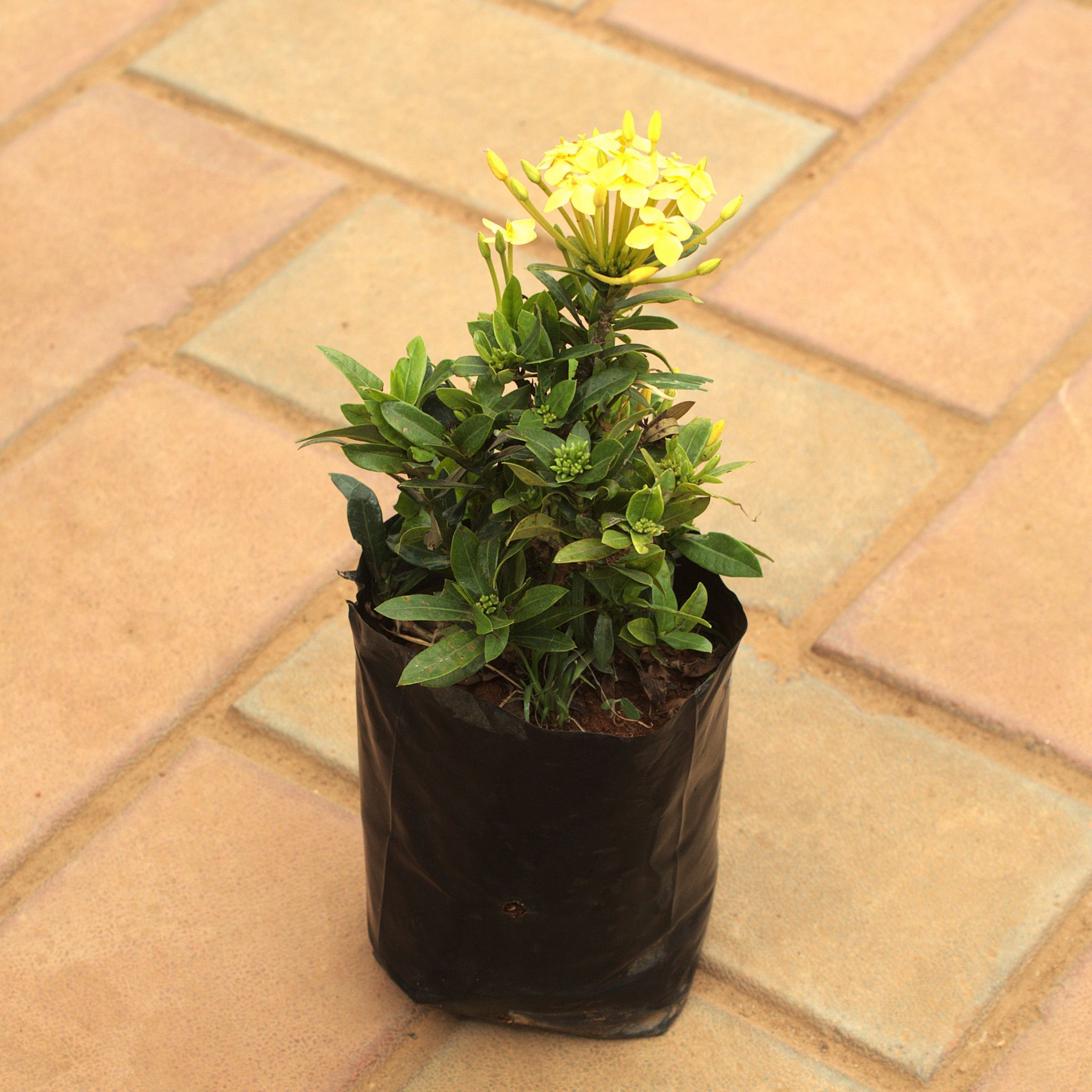 Ixora Miniature Yellow in 4 Inch Nursery Bag