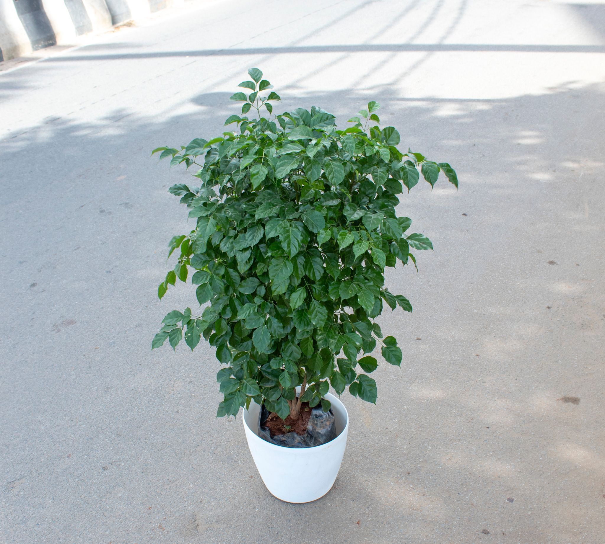 Radermachera / China Doll (~ 4 Ft) in 12 Inch White premium Plastic Pot