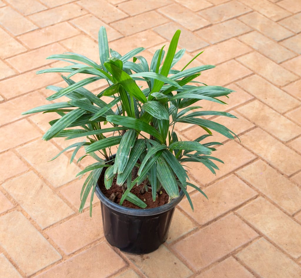 Buy Broadleaf Lady Palm (~ 2 Ft) in 8 Inch Nursery Pot Online | Urvann.com Broadleaf Lady Palm (~ 2 Ft) in 8 Inch Nursery Pot