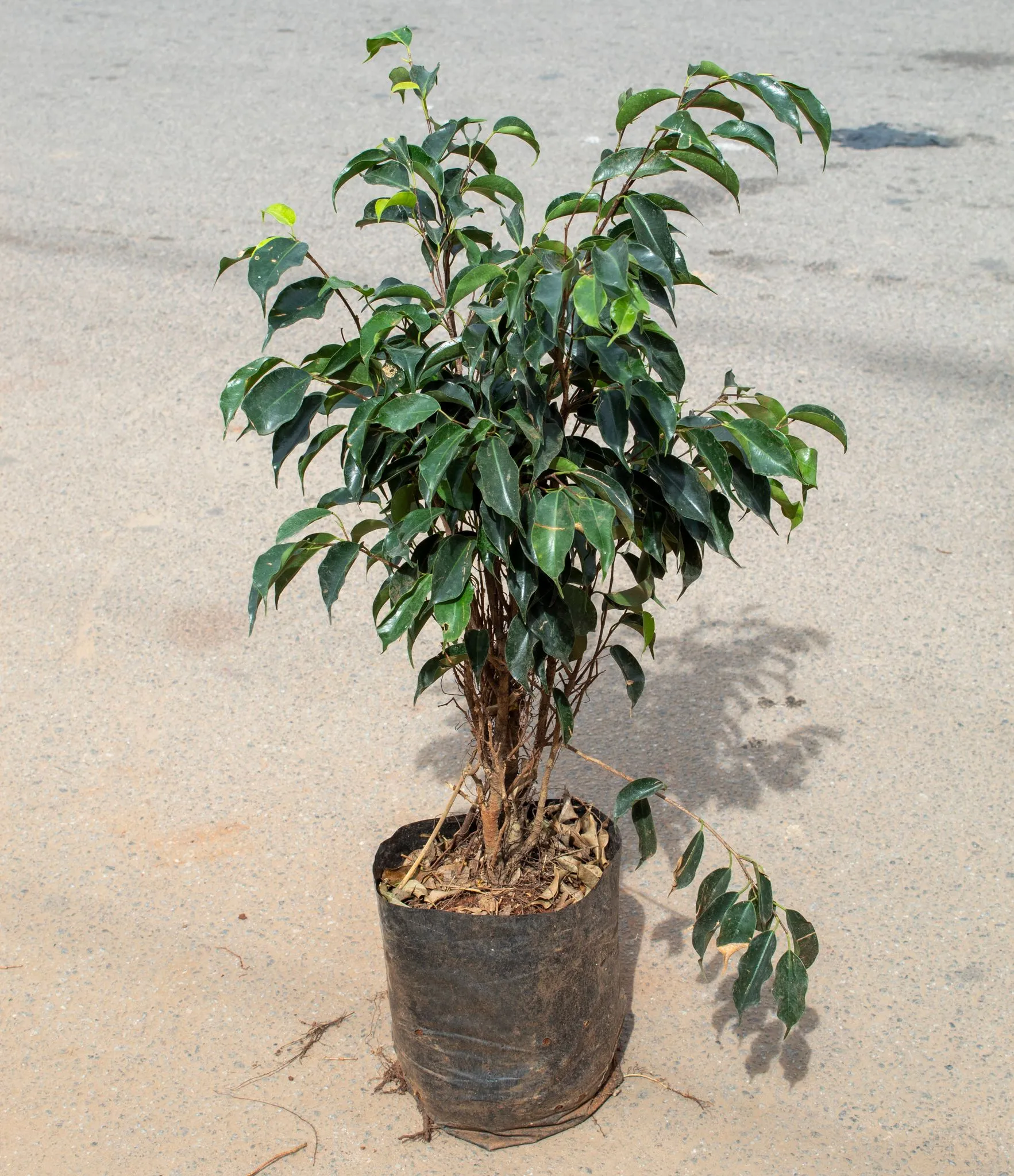 Ficus Green in 8 Inch Nursery Bag