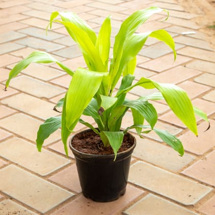 Buy Dracaena Fragrans in 5 Inch Nursery Pot Online | Urvann.com