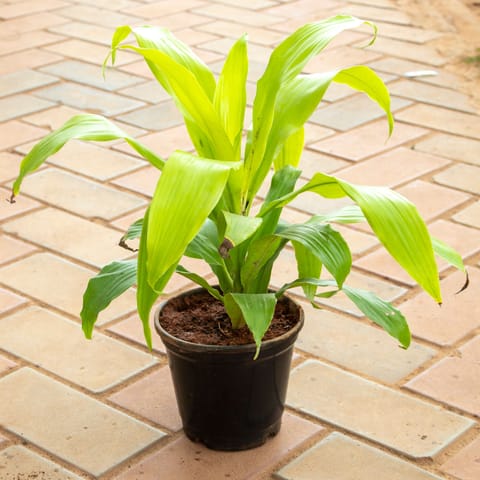 Dracaena Fragrans in 5 Inch Nursery Pot