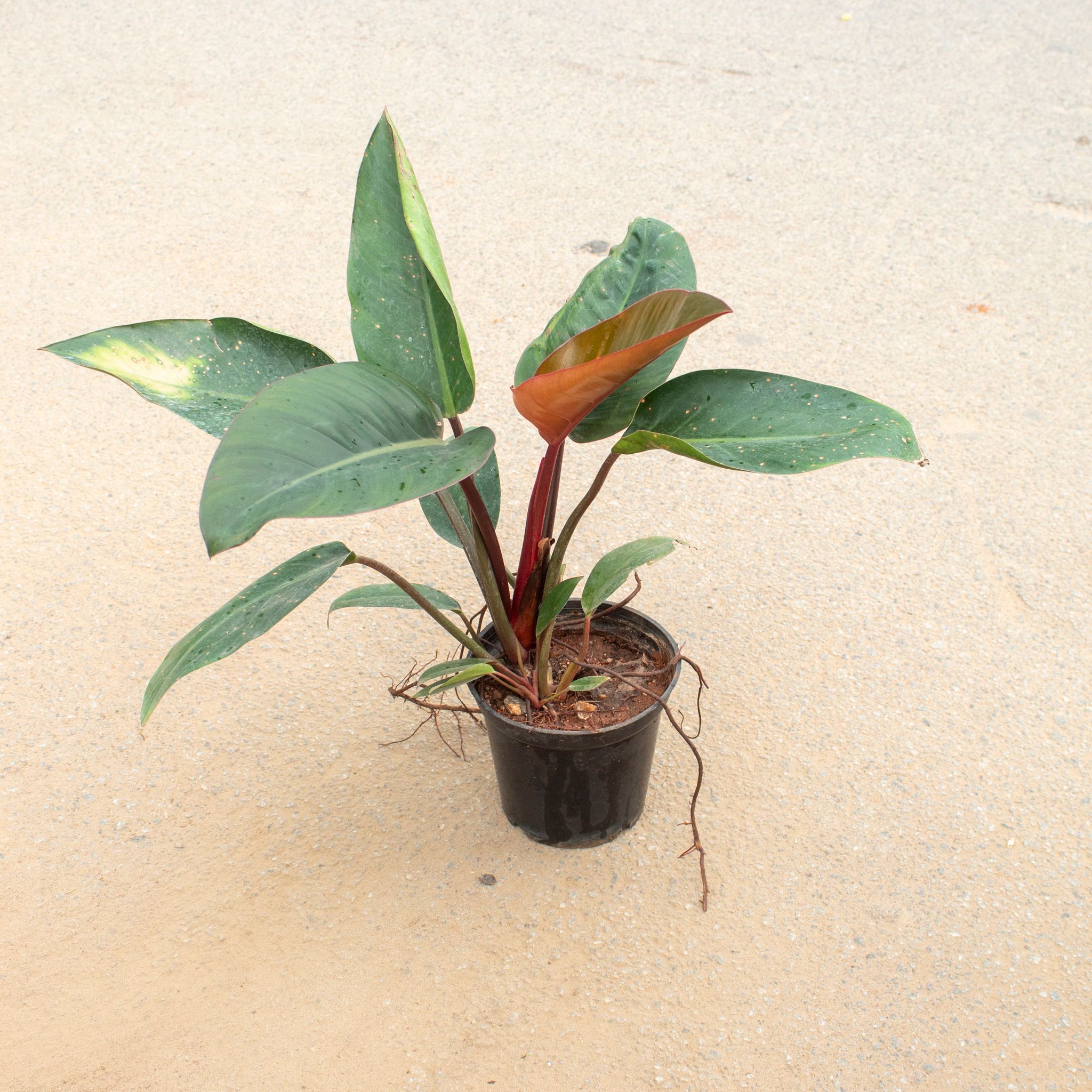 Philodendron Red Big Leaf in 5 Inch Nursery Pot