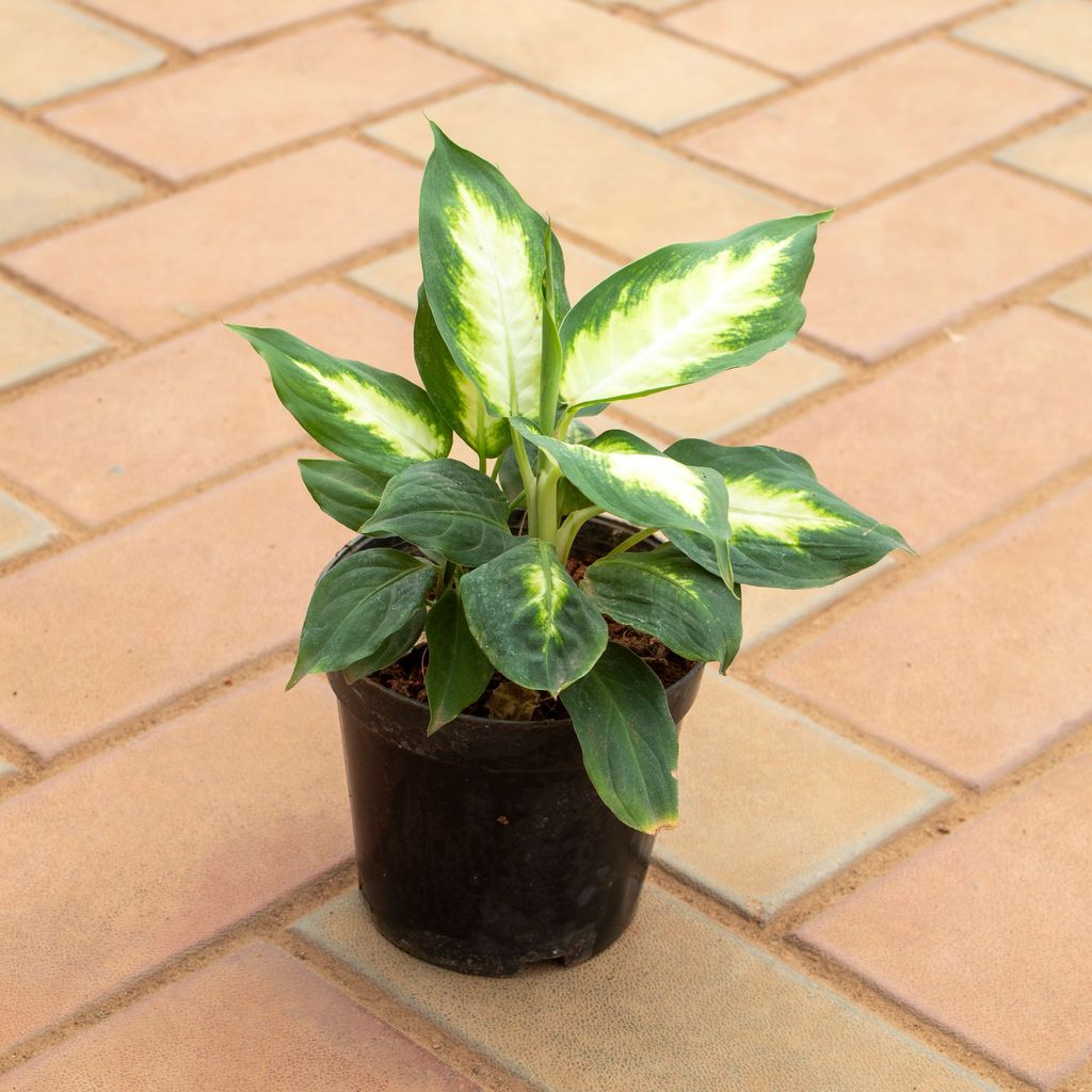 Buy Dieffenbachia in 5 Inch Nursery Pot Online | Urvann.com Dieffenbachia in 5 Inch Nursery Pot