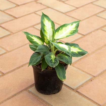 Buy Dieffenbachia in 5 Inch Nursery Pot Online | Urvann.com