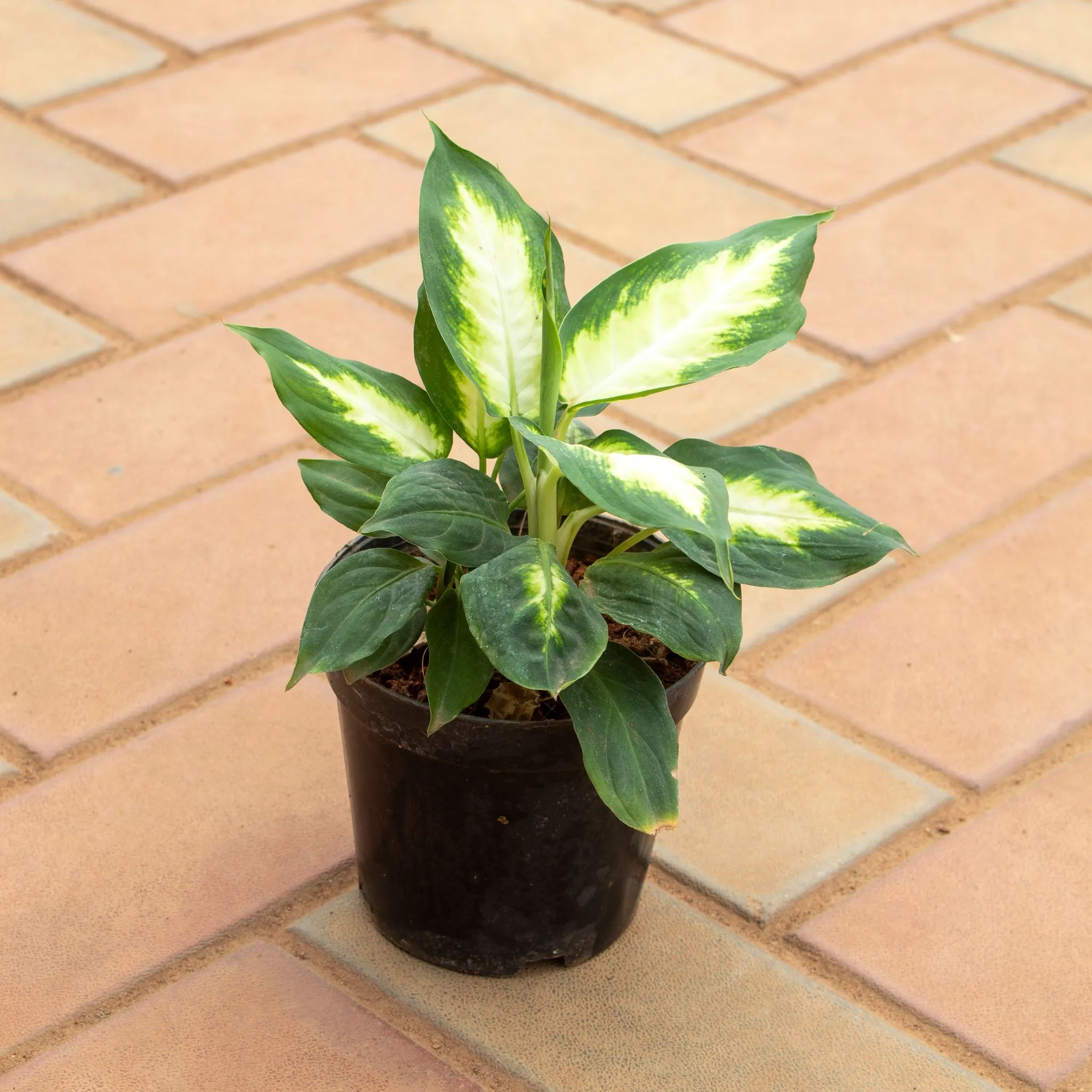 Dieffenbachia in 5 Inch Nursery Pot