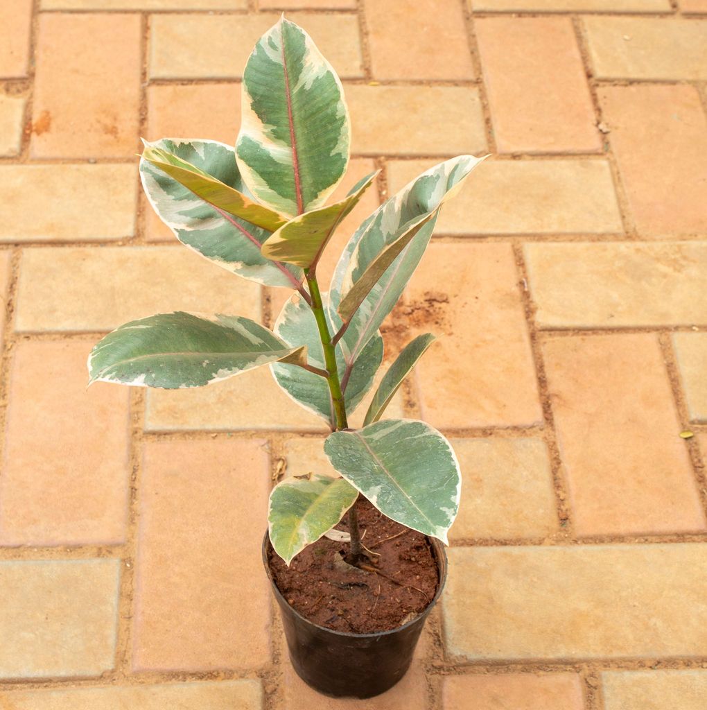 Buy Rubber Variegated in 5 Inch Nursery Pot Online | Urvann.com Rubber Variegated in 5 Inch Nursery Pot