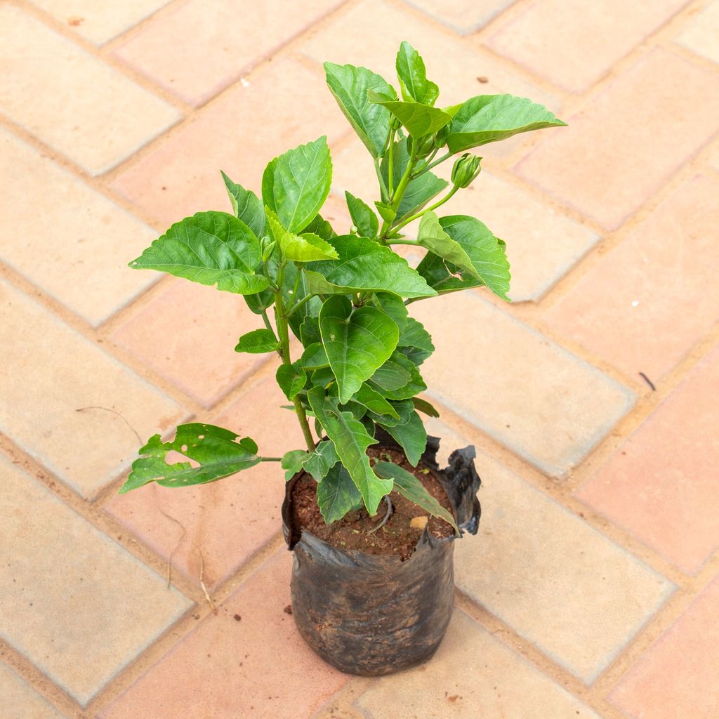 Buy Hibiscus / Gudhal Bushy (Any Colour) in 5 Inch Nursery Bag Online | Urvann.com Hibiscus / Gudhal Bushy (Any Colour) in 5 Inch Nursery Bag