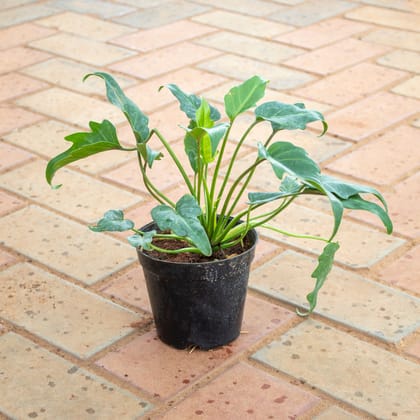 Buy Xanadu Green in 4 Inch Nursery Pot Online | Urvann.com