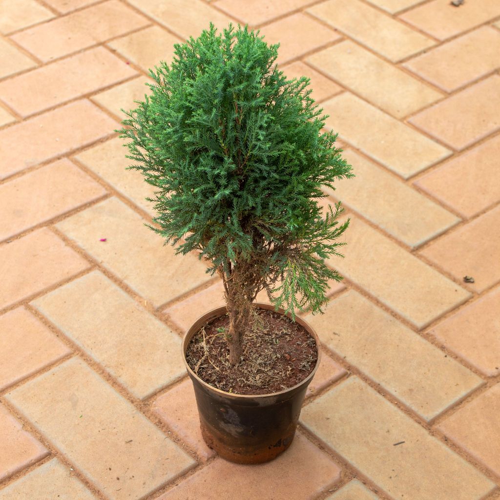 Buy Juniperus Green in 5 Inch Nursery Pot Online | Urvann.com Juniperus Green in 5 Inch Nursery Pot