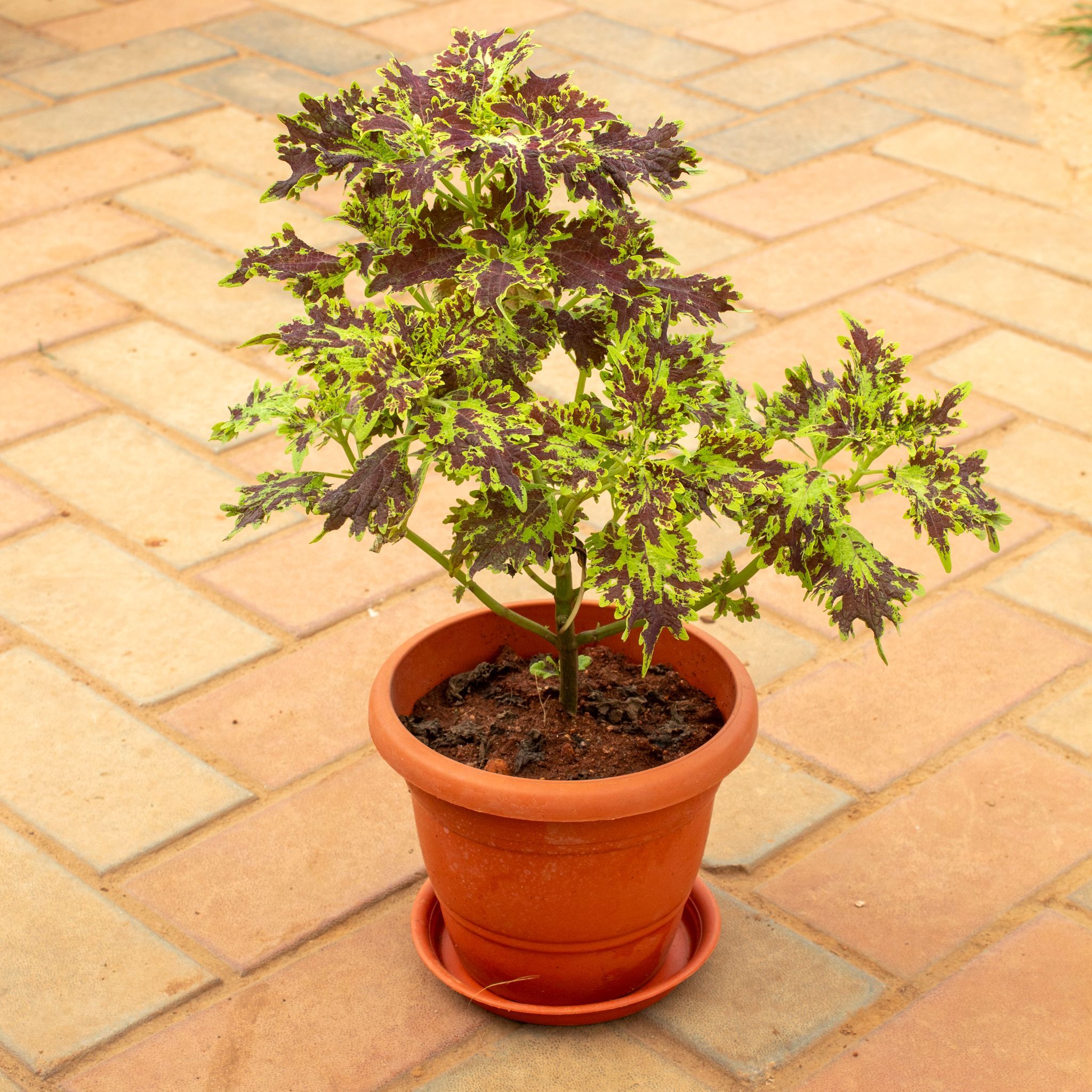Coleus Red (Any Design) in 7 Inch Terracotta Red Classy Plastic Pot With Tray