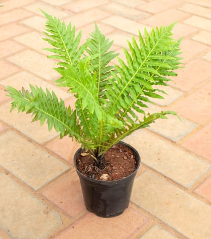 Fern Green in 4 Inch Nursery Pot