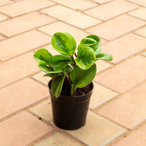 Peperomia / Radiator Plant Green in 4 Inch Nursery Pot