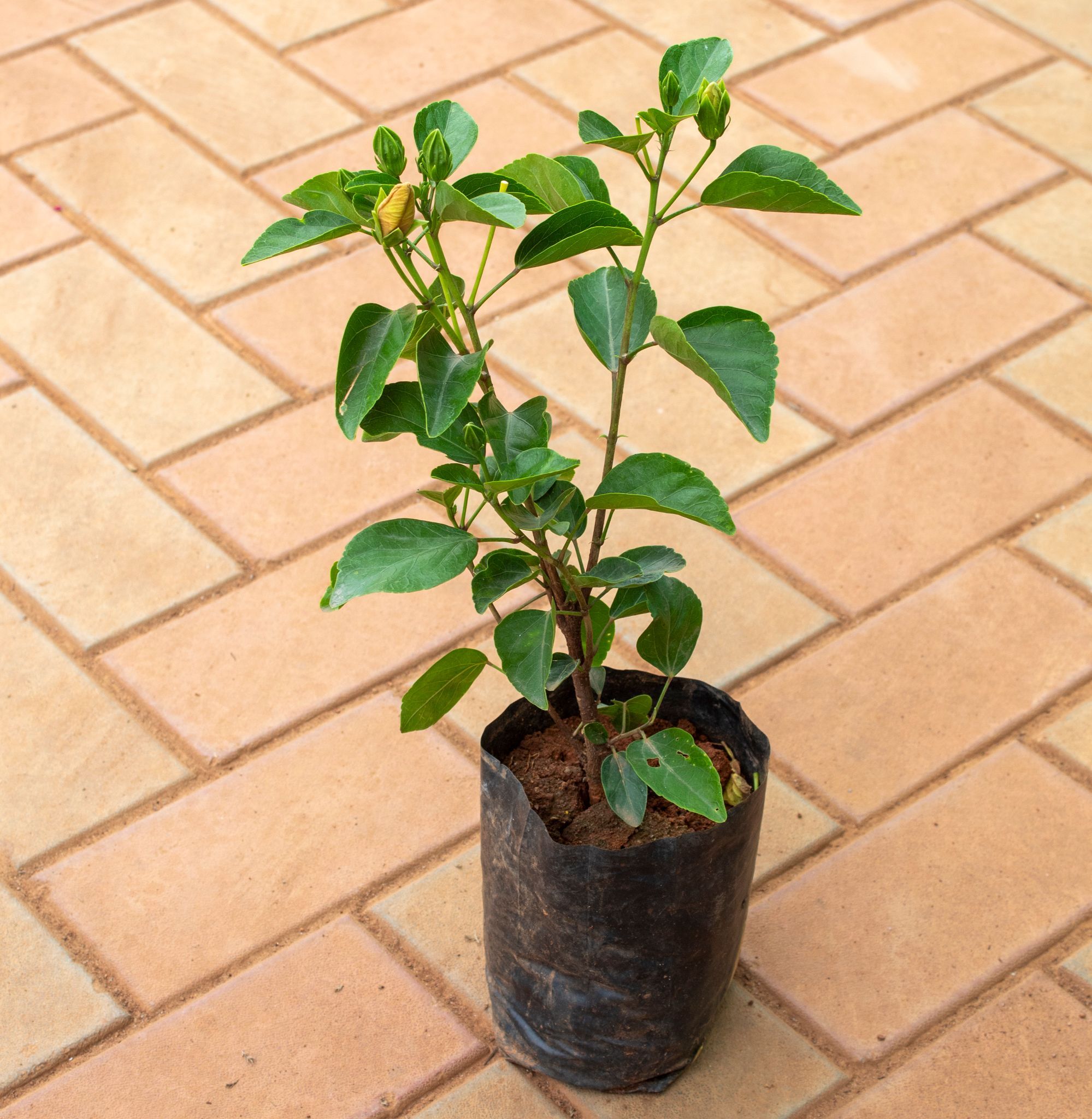Hibiscus / Gudhal (Any Colour) in 5 Inch Nursery Bag