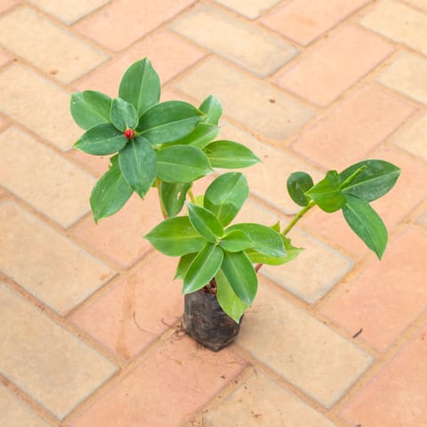 Indian Head Ginger (Any Colour) in 4 Inch Nursery Bag
