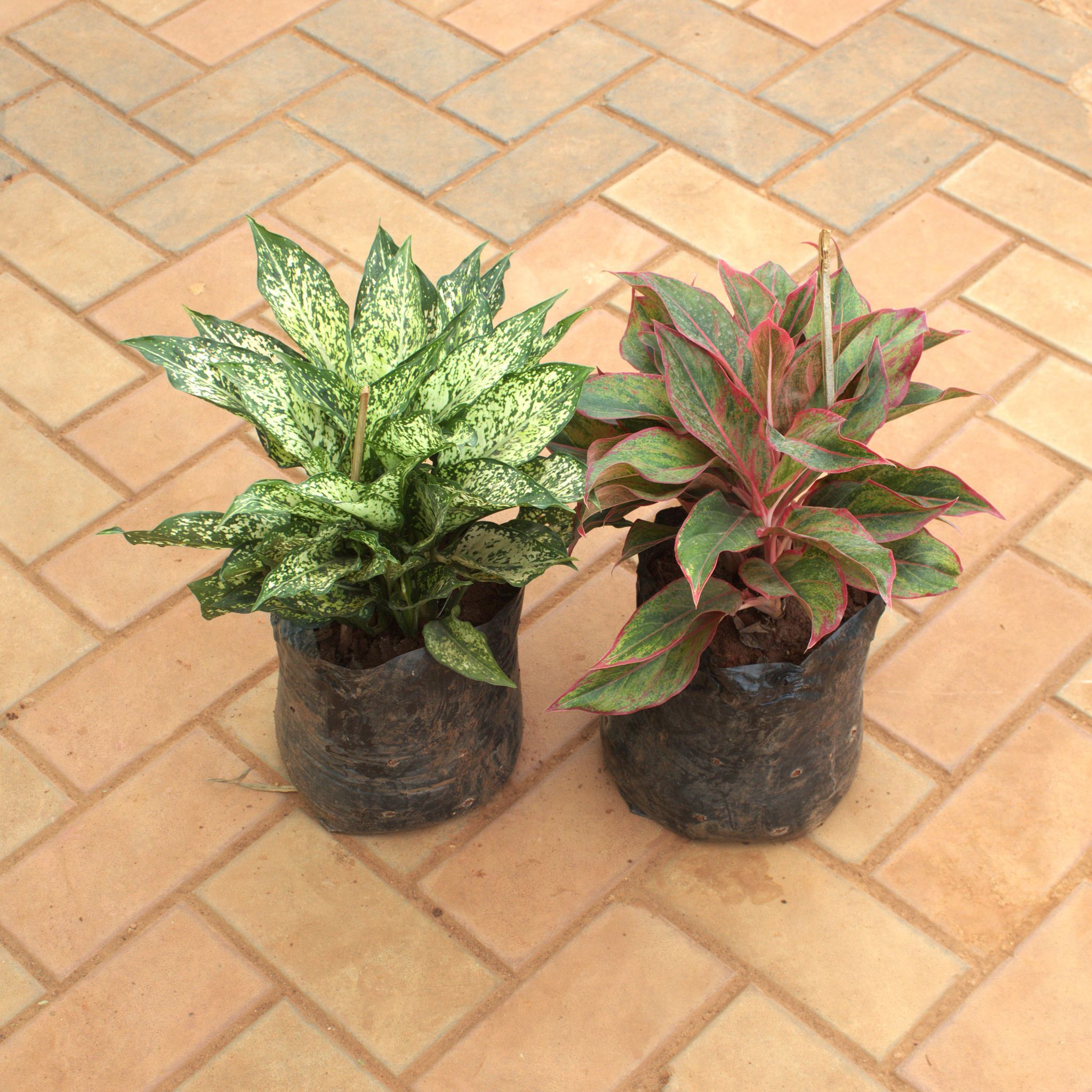 Set Of 2 - Aglaonema (Snow White & Lipstick) in 8 Inch Nursery Bag