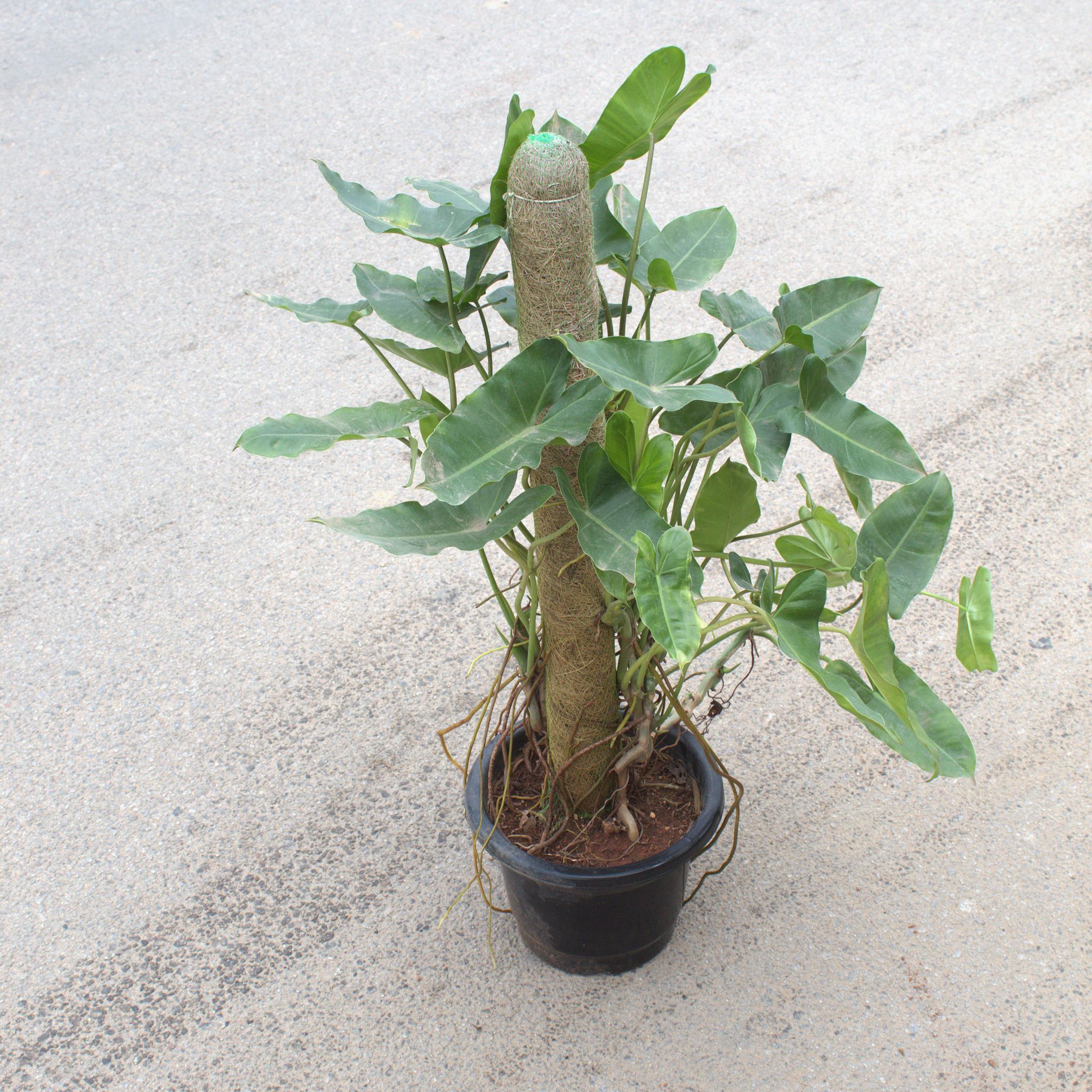Philodendron Green With 3 Ft Moss Stick in 10 Inch Nursery Pot