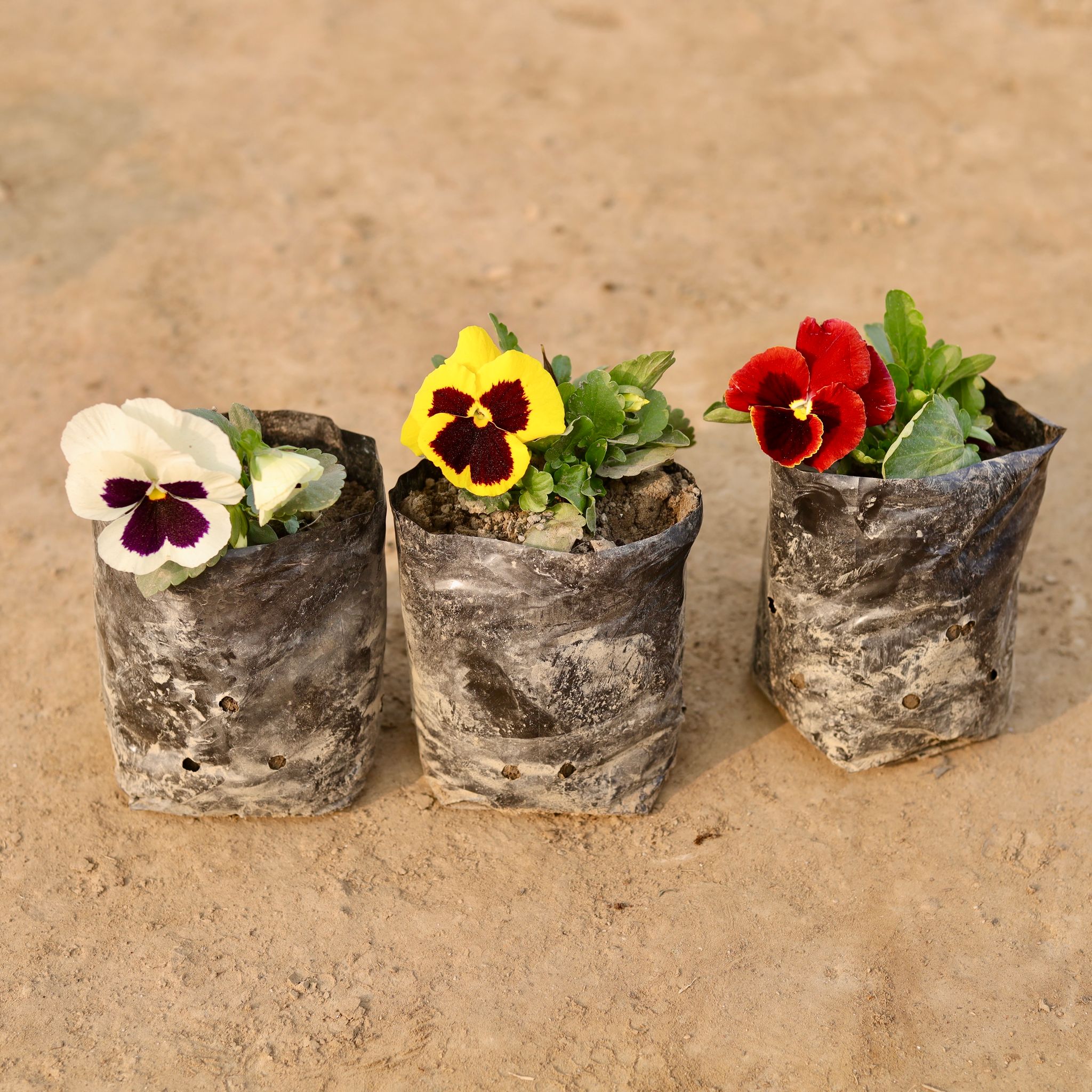 Set Of 3 - Pansy (Any Colour) in 4 Inch Nursery Bag