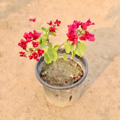 Bougainvillea Red in 8 Inch Nursery Pot