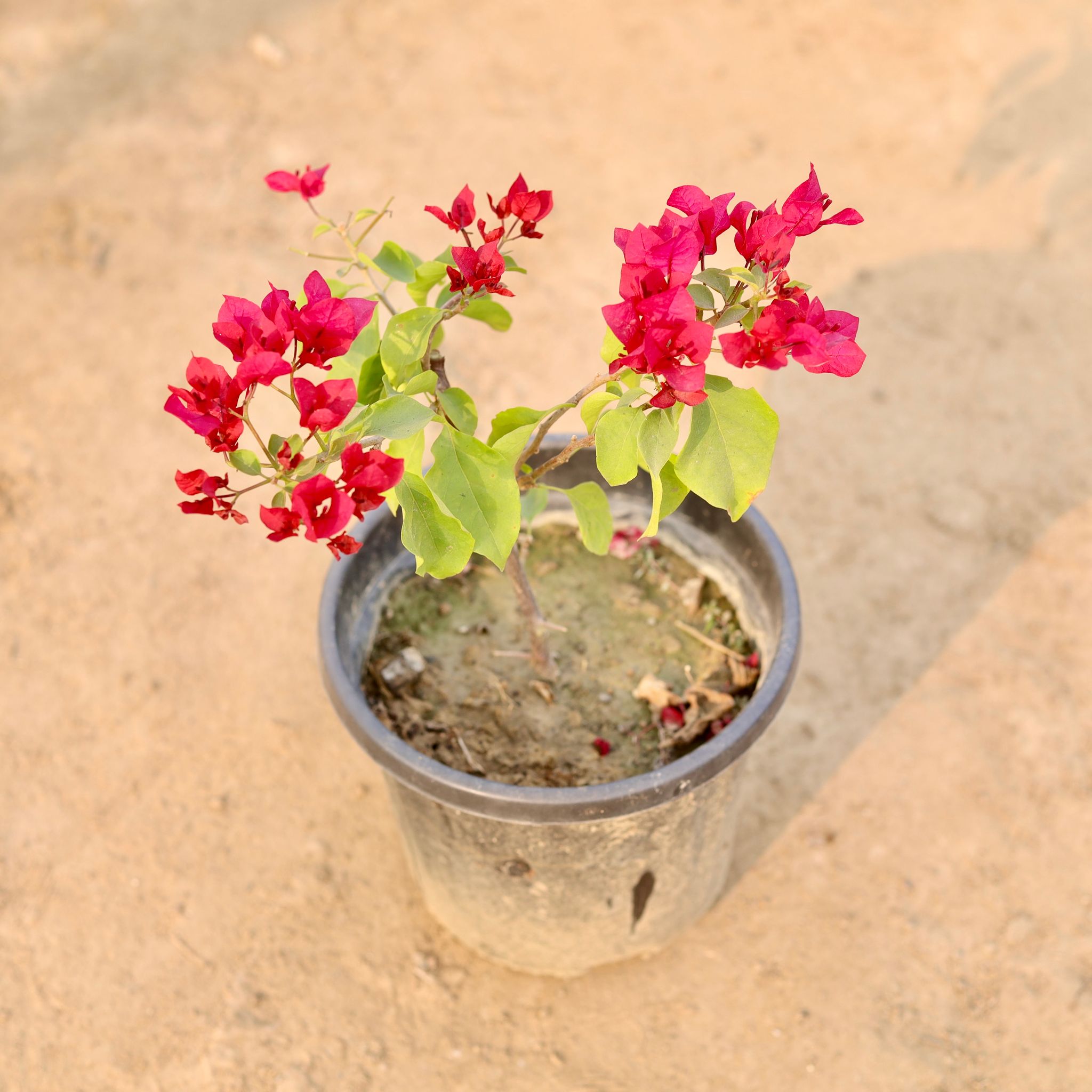 Bougainvillea Red in 8 Inch Nursery Pot